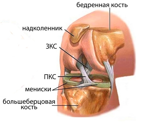 Денегеративное повреждение внутреннего мениска Строение коленного сустава