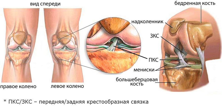 Связки коленного сустава