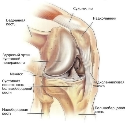 Анатомия коленного сустава