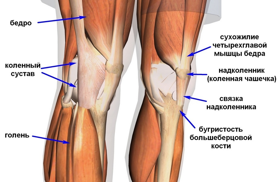 Связки коленного сустава