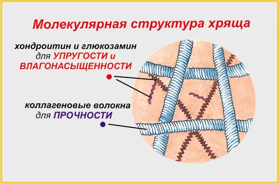 Структура хряща